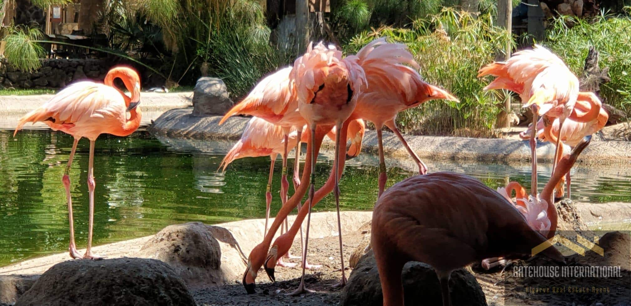 Flamingos on Quinta do lago Lake