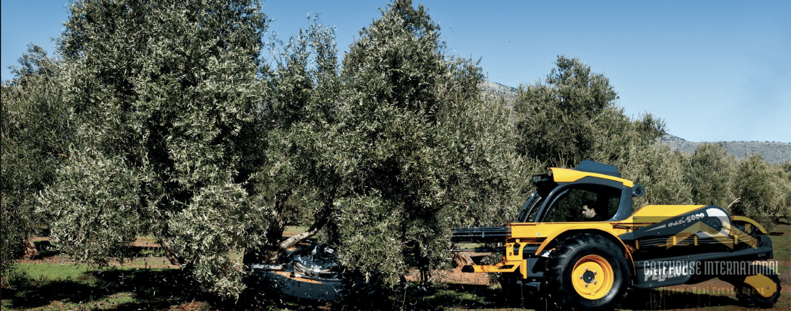The Harvesting Process of Olive Trees in Algarve
