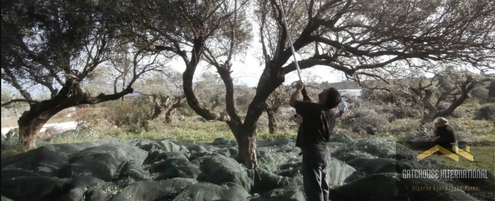 Top Tips For Successful Olive Farming