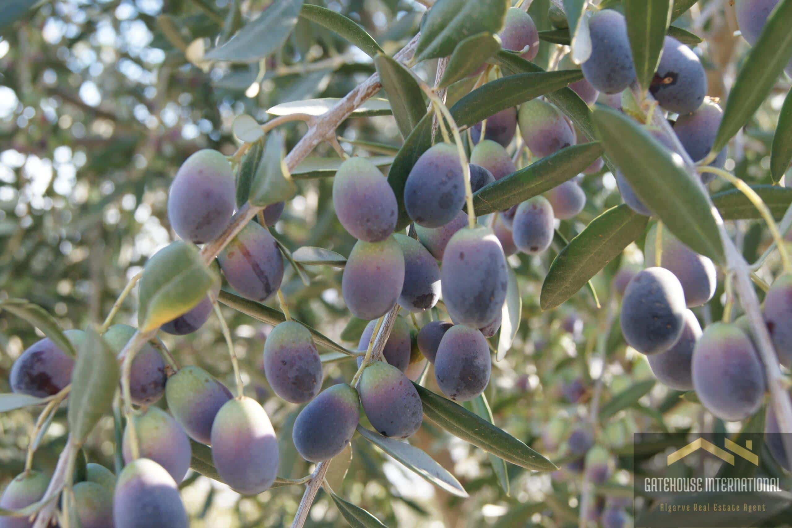 The Algarve is the Perfect Location for Growing Olive Trees
