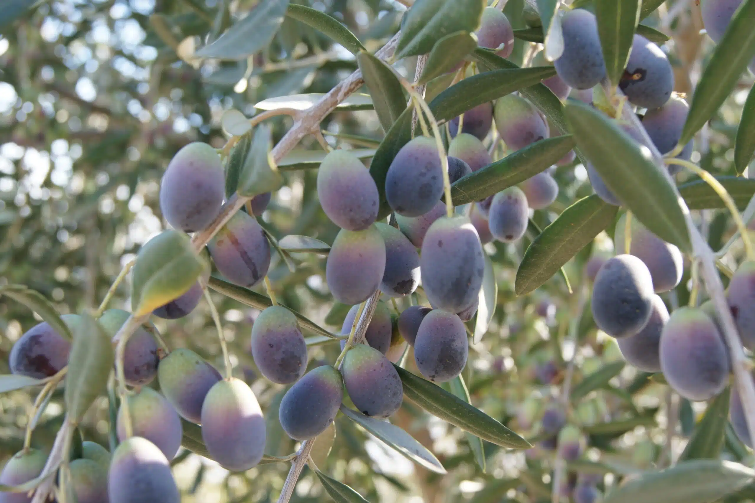 The Algarve is the Perfect Location for Growing Olive Trees
