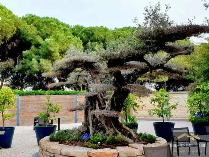 Growing the Iconic Olive Tree in the Algarve