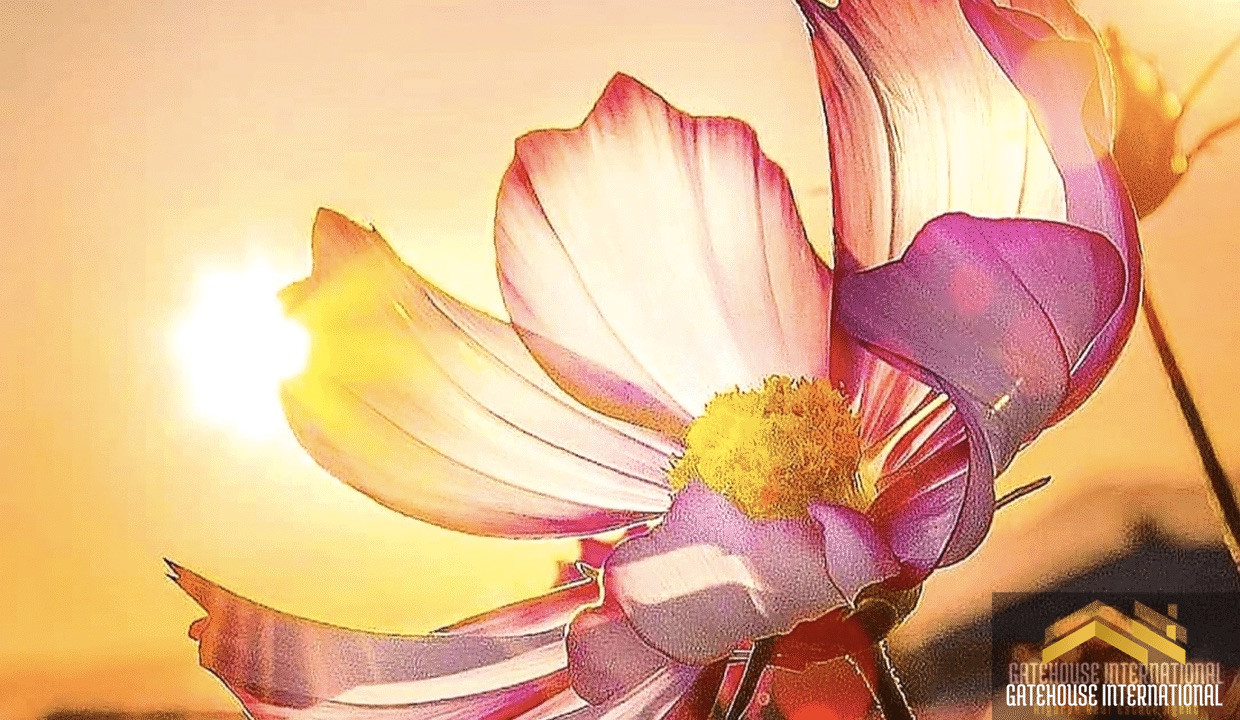 Our Top Design Tips for New Gardens in the Algarve 1240x720