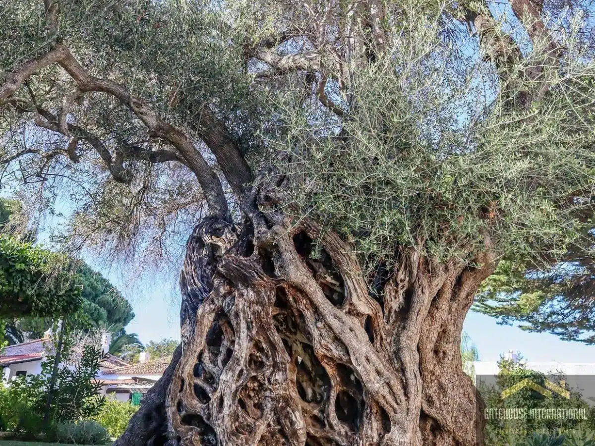 The Cultural & Historical Significance of Olive Trees in Algarve