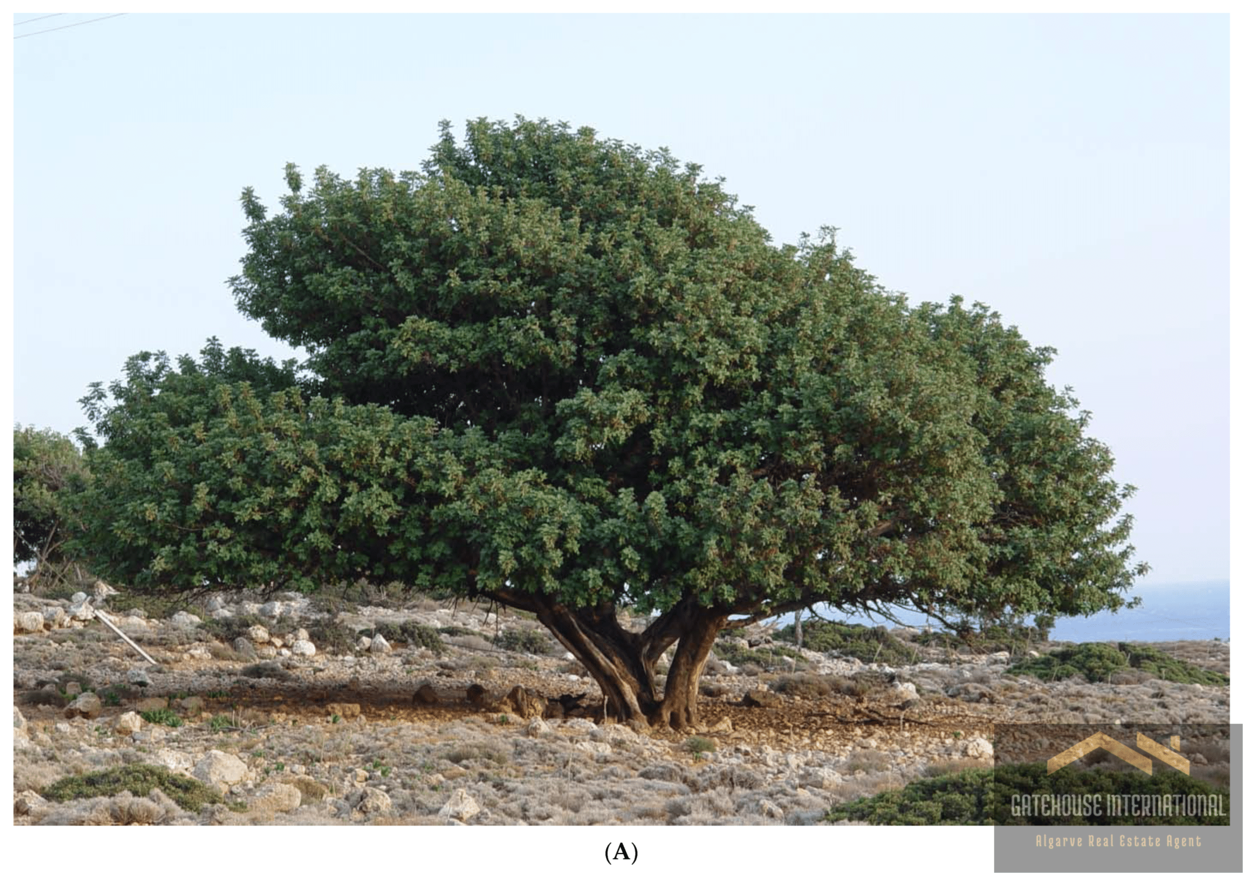 Carob or alfarroba tree on Algarve Farm