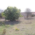 3 Bed Farmhouse & Outbuildings In Budens West Algarve 33