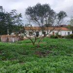 Algarve Farm & Outbuildings For Renovation In Mexilhoeira Grande Portimao 55
