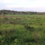 Rustic Land For Sale In Burgau West Algarve