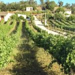 4 Bed Villa & Vineyard For Sale In Praia da Luz Algarve 1