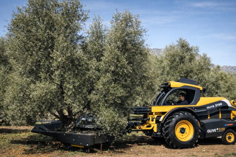 The Harvesting Process of Olive Trees in Algarve