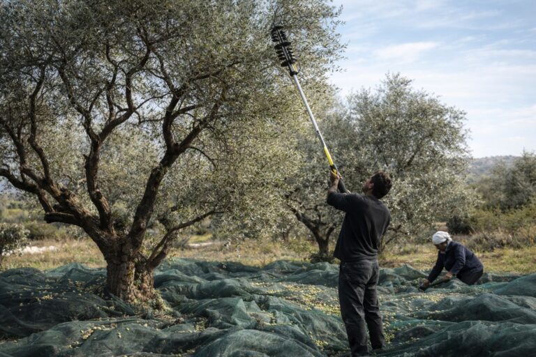 Top Tips For Successful Olive Farming